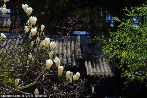 Yulan, Den Blomstrande Magnolian, En Berättelse Om Kärlek Och Trots Genom Tiden?