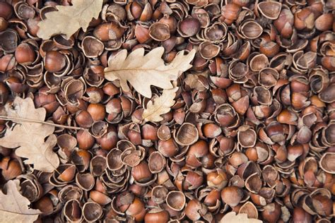  The Hazelnut Shell! A Tale of Transformation and Resilience From 8th Century Germany.